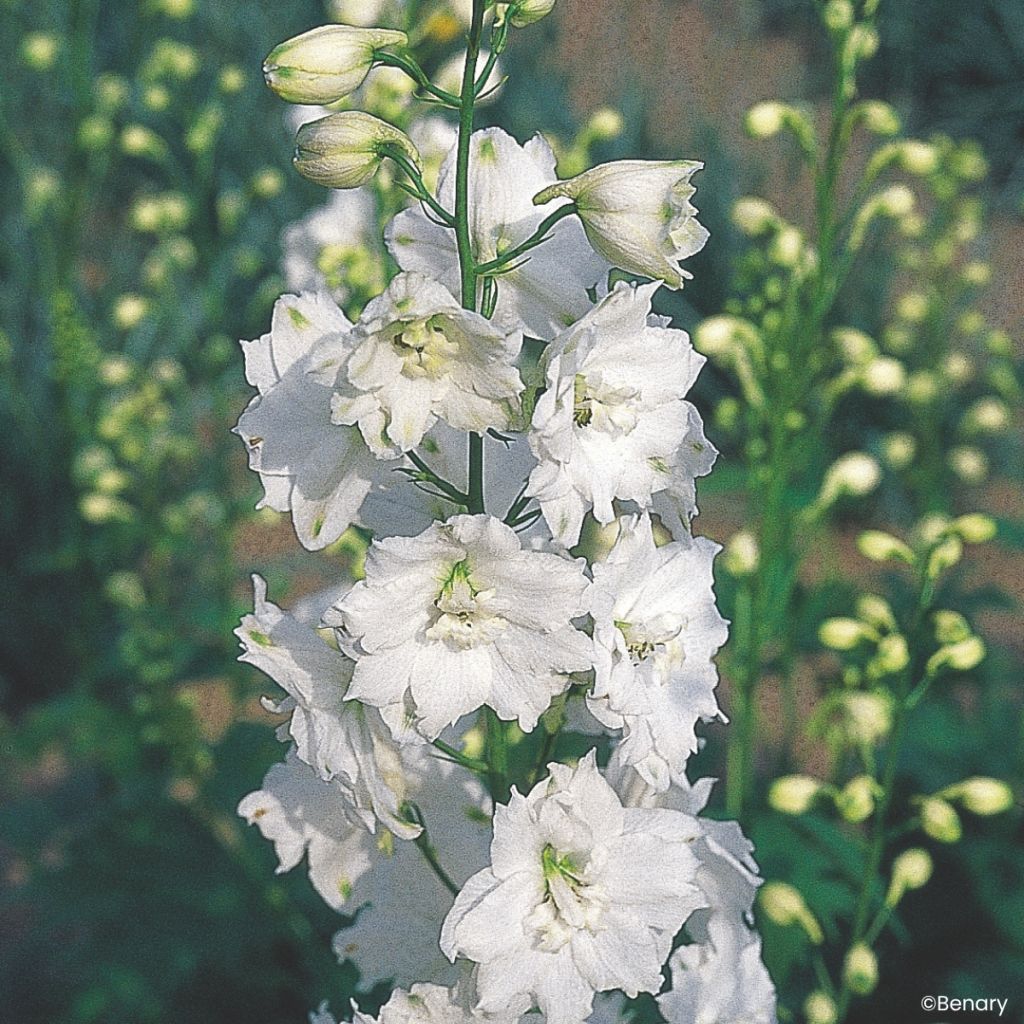 Delphinium Pacific Giants Galahad (zaad) - Ridderspoor