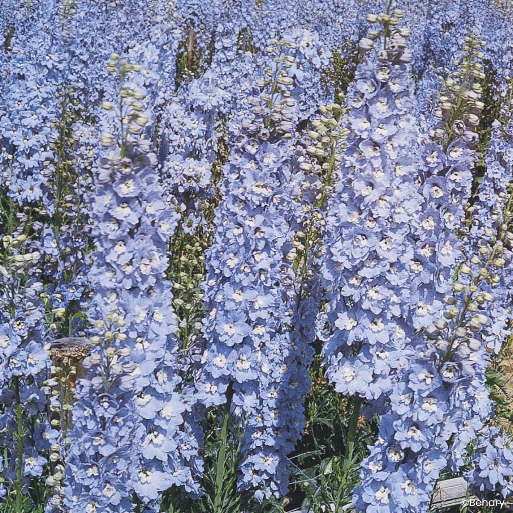 Delphinium Pacific Giants Summer Skies (zaad) - Ridderspoor