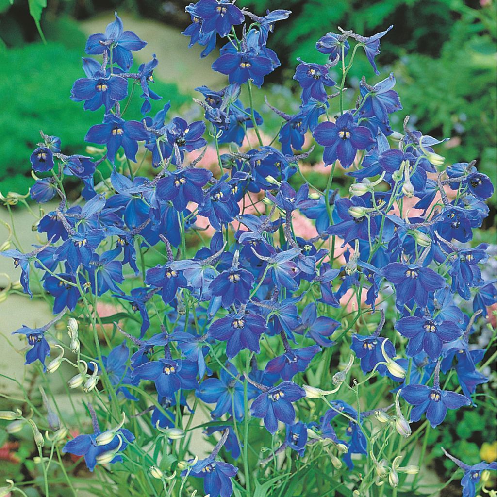 Delphinium belladonna Volkerfrieden Oriental Blue (zaad) - Ridderspoor