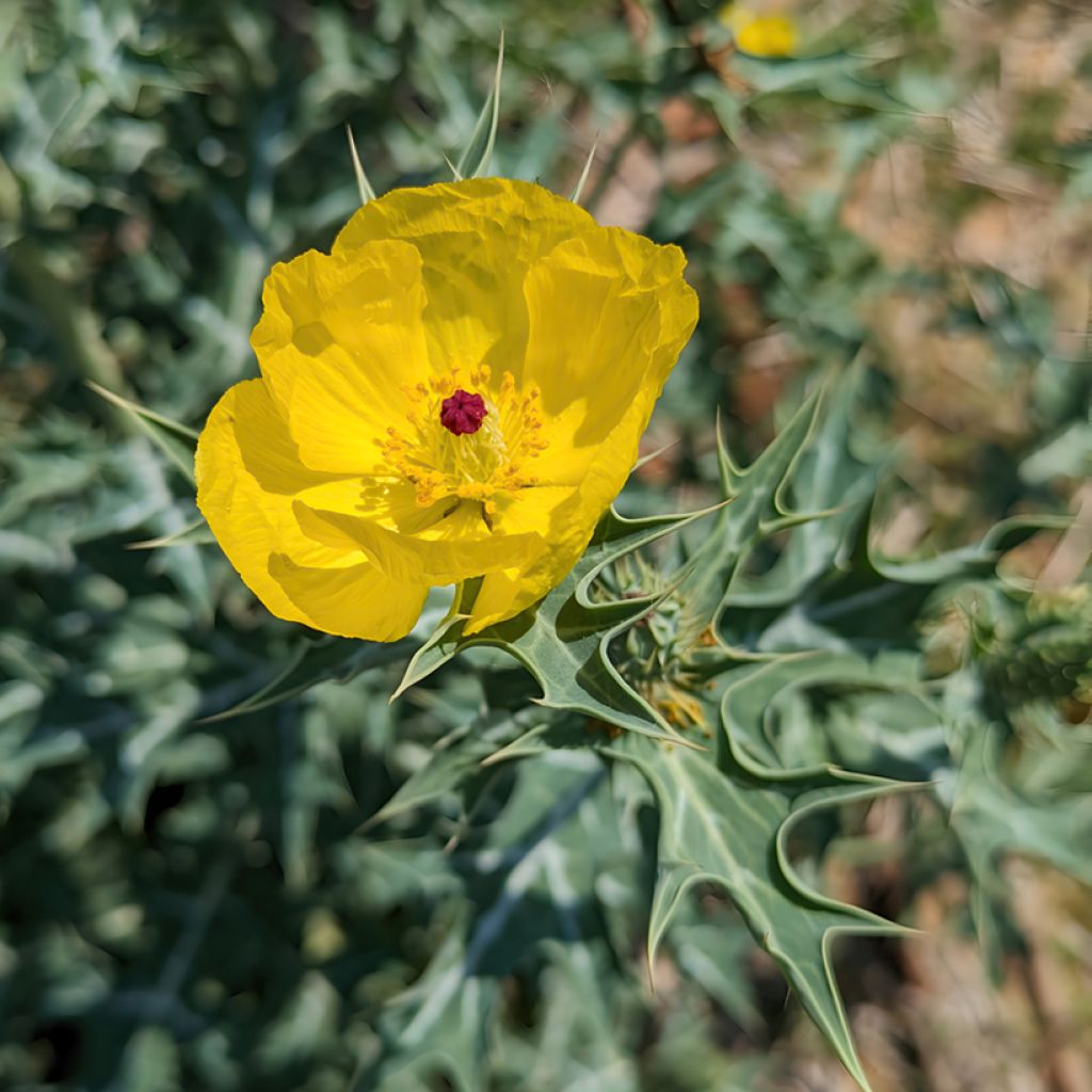 Dicranostigma franchetianum (zaad) - Gele papaver