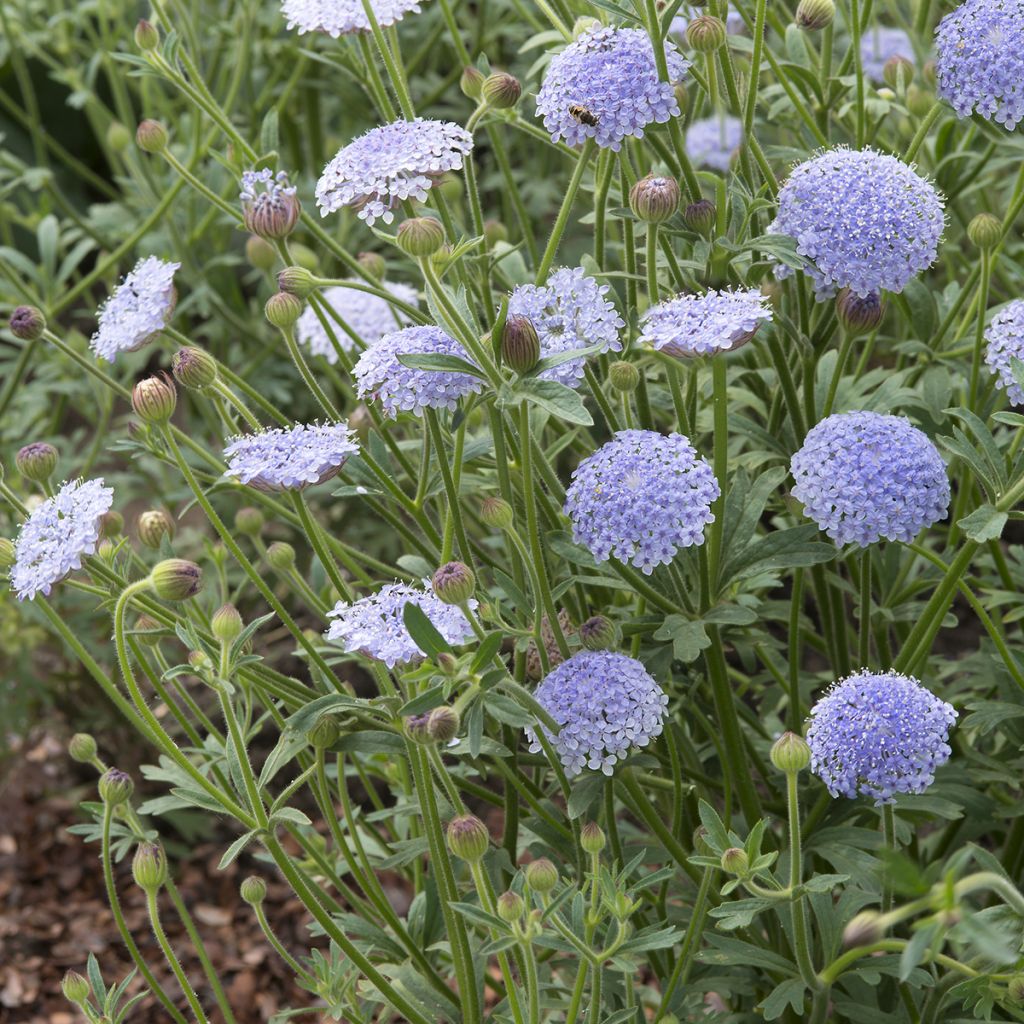 Didiscus caeruleus Lace Blue (zaad) - Trachymene blauw