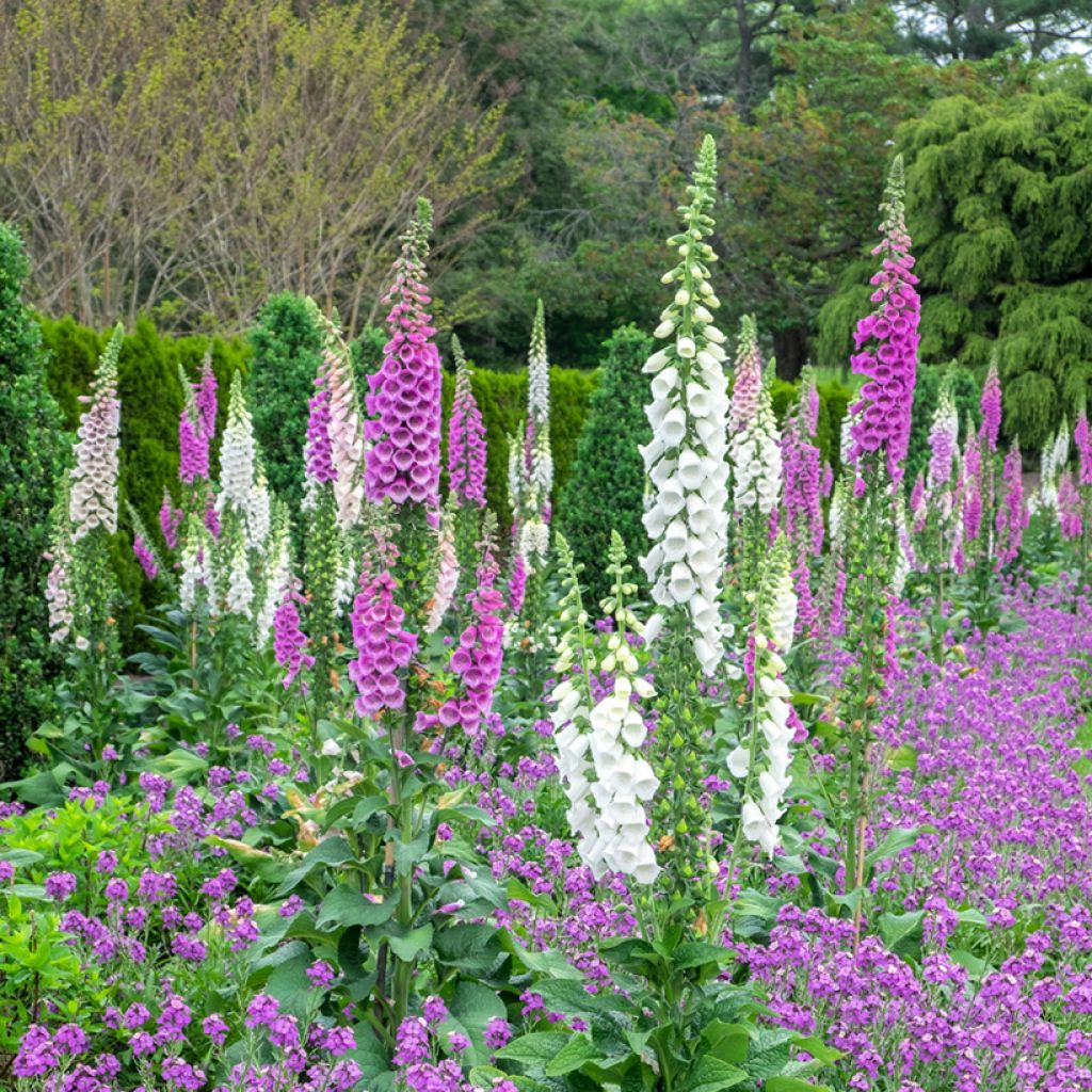 Digitalis purpurea Excelsior Mix (zaad) - Vingerhoedskruid