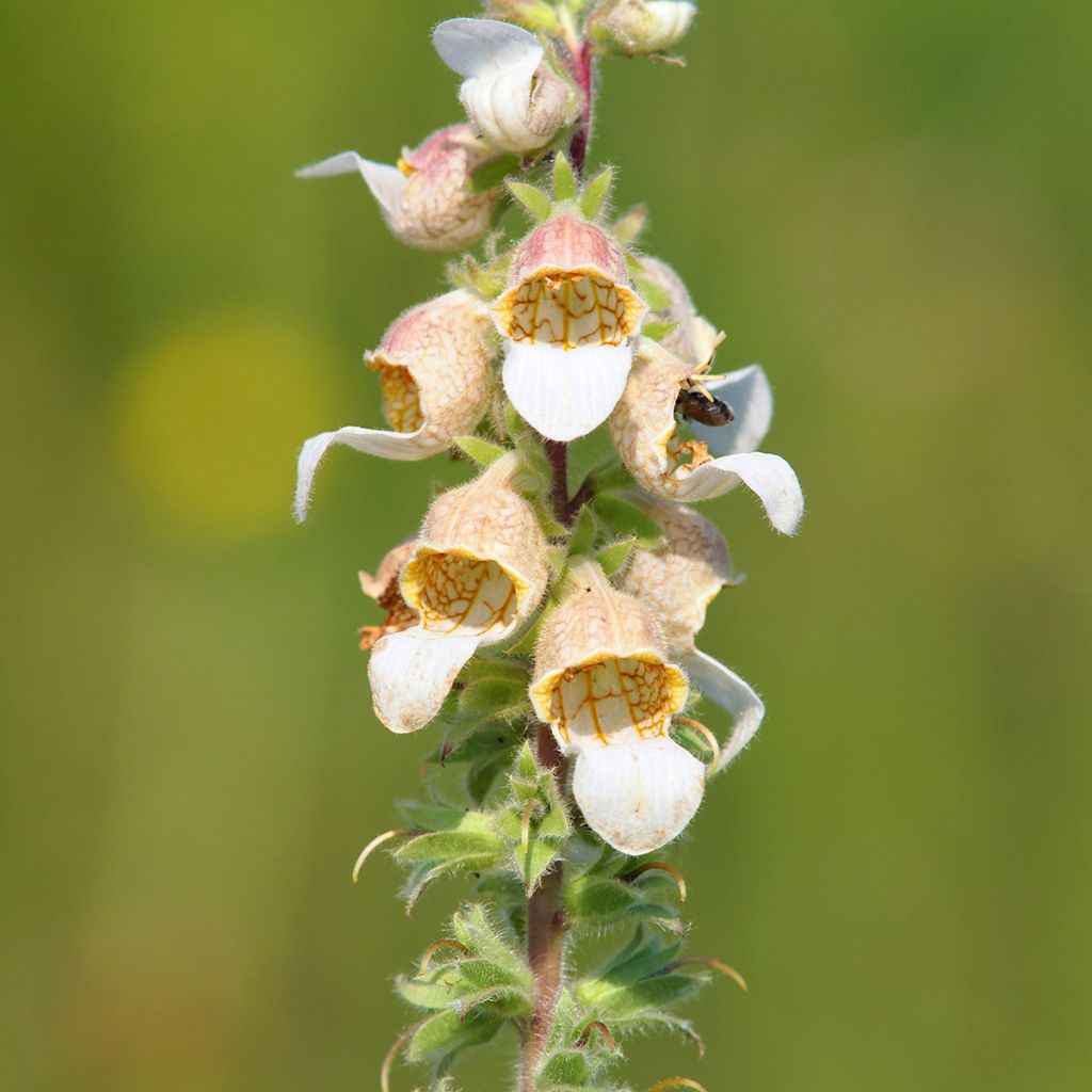 Digitalis lanata Café Crème (zaad) - Wollig vingerhoedskruid
