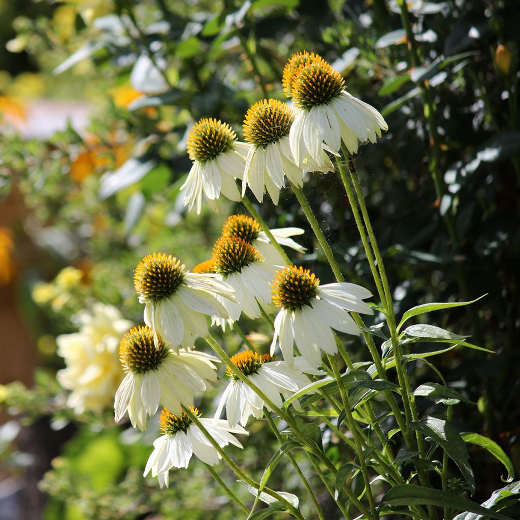 Echinacea purpurea Feeling White (zaad) - Rode zonnehoed