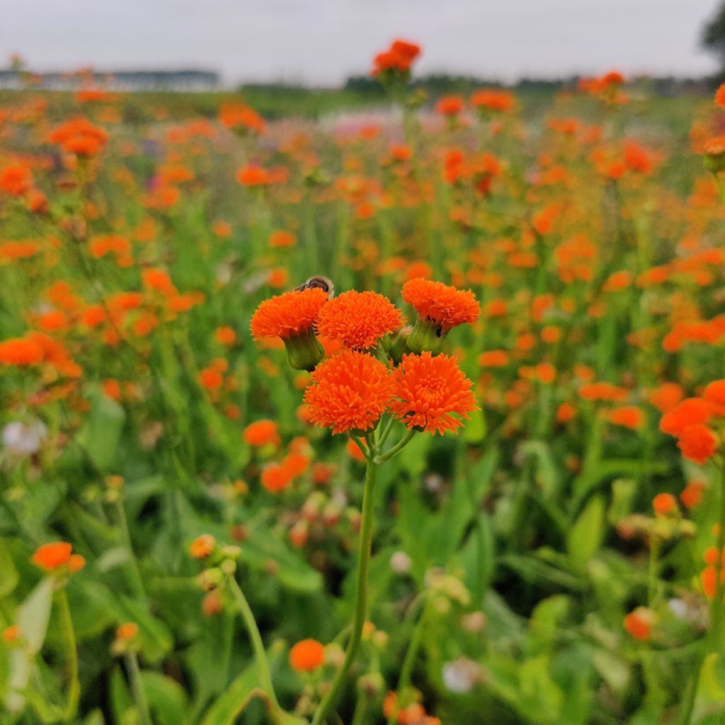 Emilia sonchifolia var. javanica Irish Poet (zaad) - Kwastjesbloem