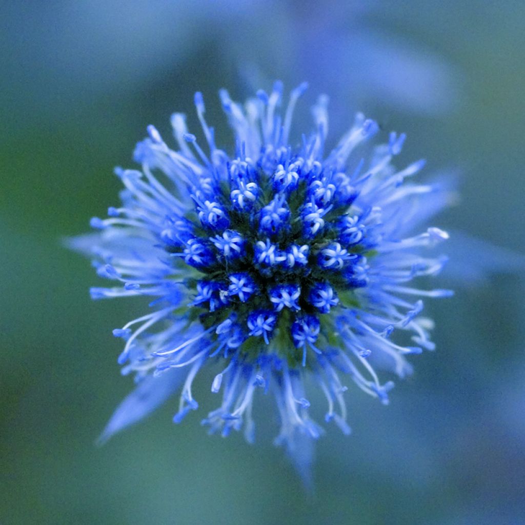 Eryngium planum Blue Glitter (zaad) - Vlakke kruisdistel