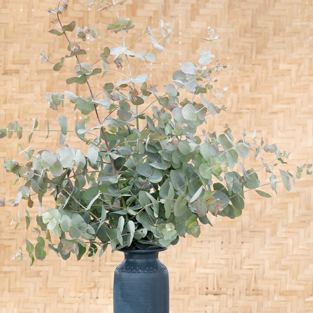 Eucalyptus cinerea Silver Dollar (zaad) - Gomboom