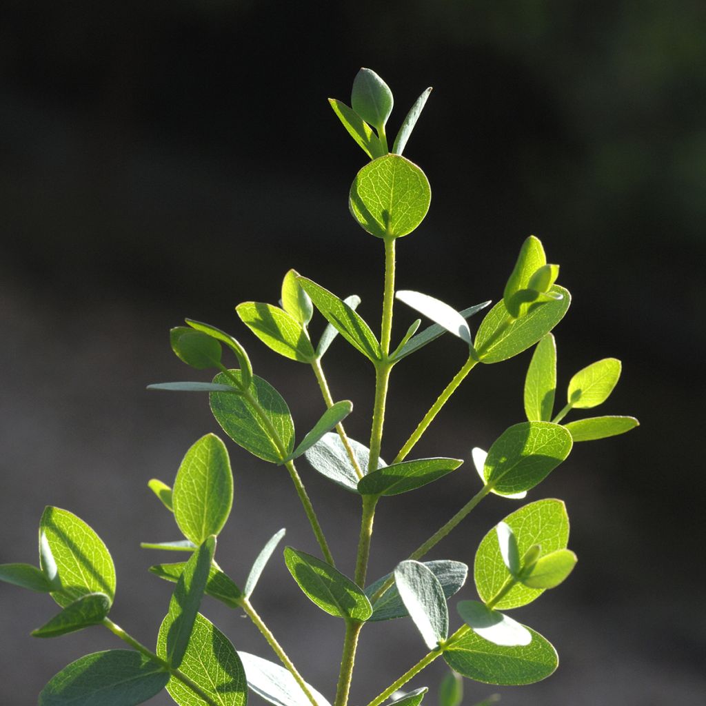 Eucalyptus parvula Boxwood (zaad) - Gomboom