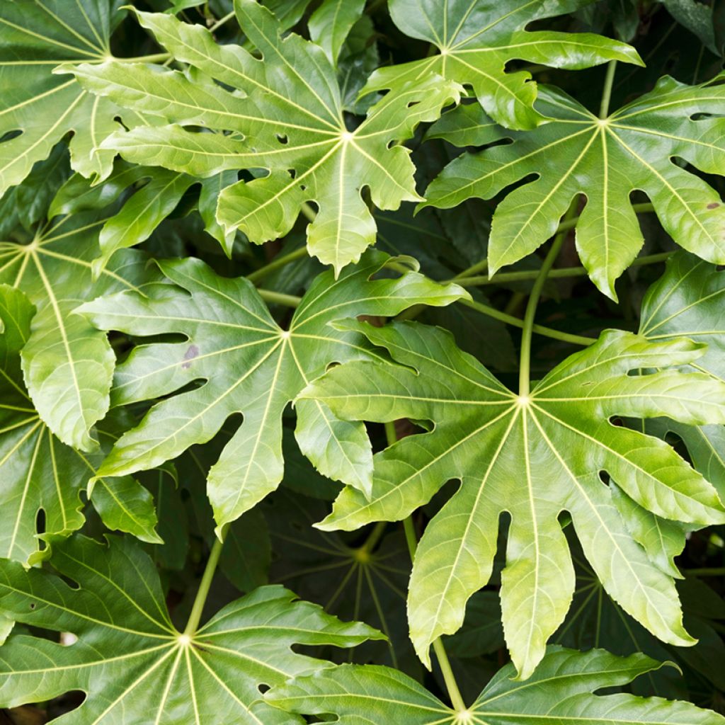 Fatsia japonica (zaad) - Vingerplant