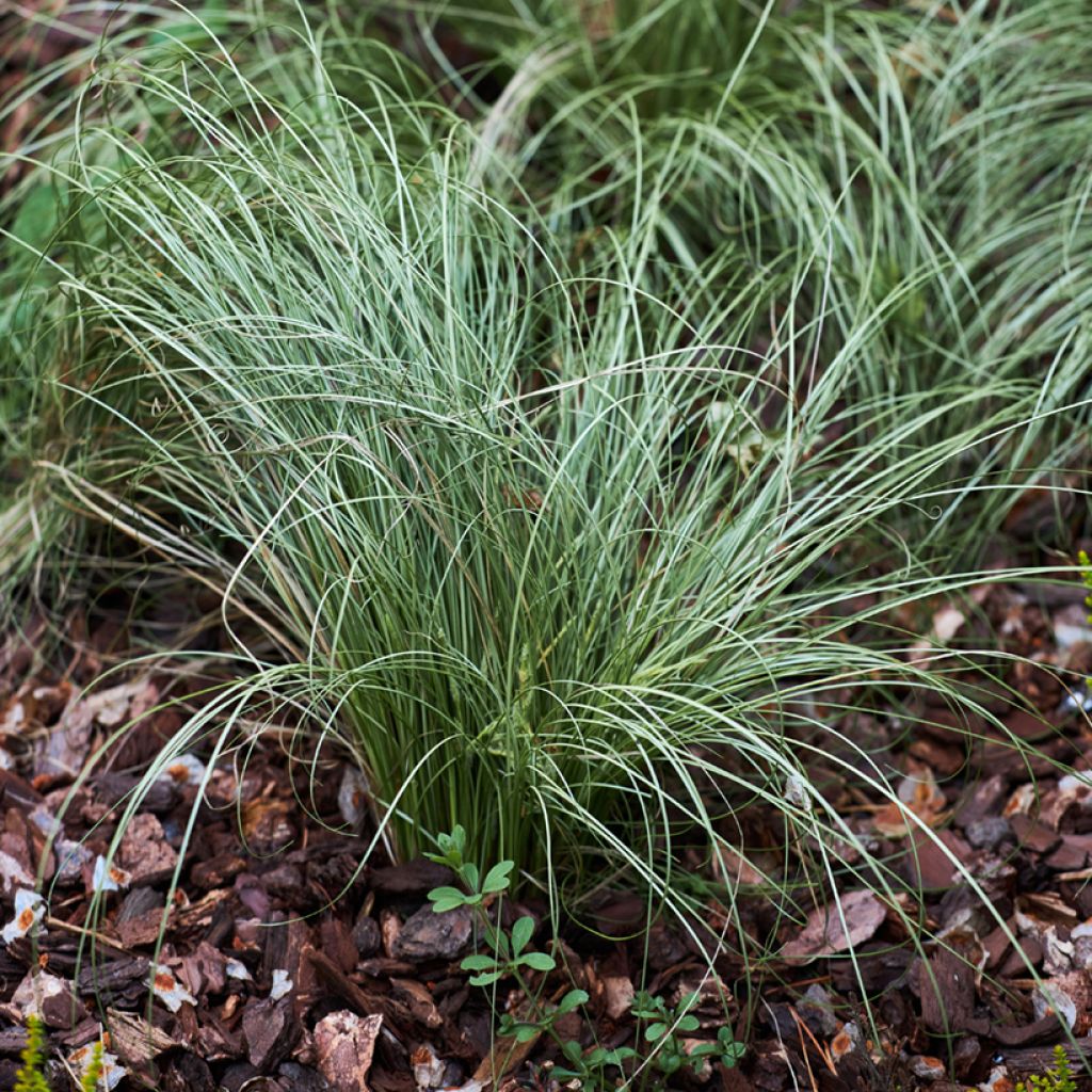 Festuca glauca (zaad) - Blauwgras