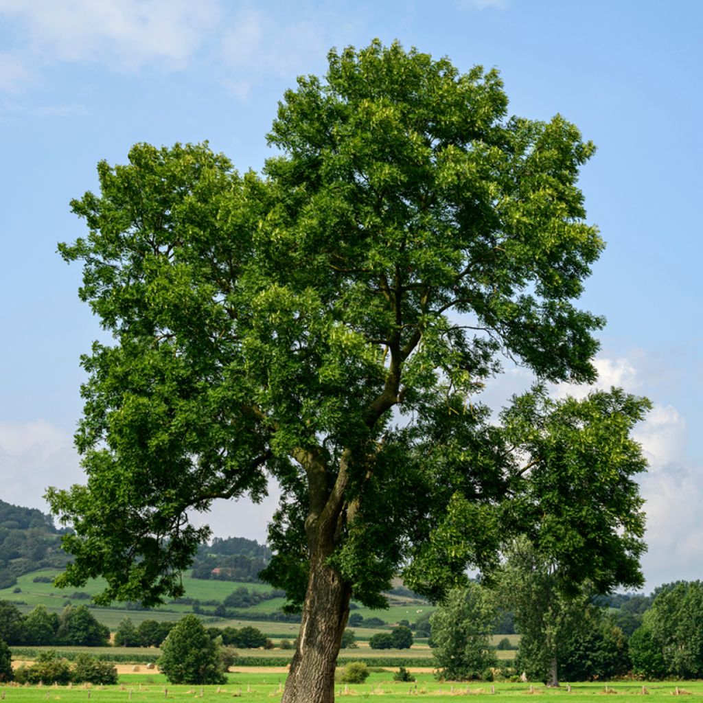 Fraxinus excelsior (zaad) - Gewone es