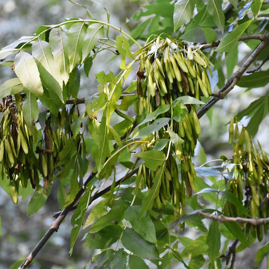 Fraxinus excelsior (zaad) - Gewone es