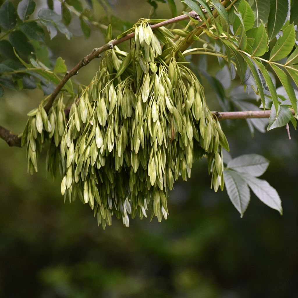 Fraxinus excelsior (zaad) - Gewone es