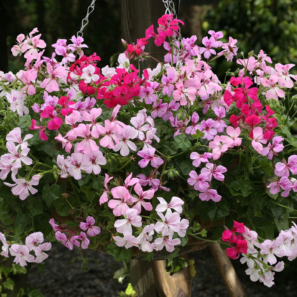 Zaden Pelargonium Summertime Mix - Klimgeranium