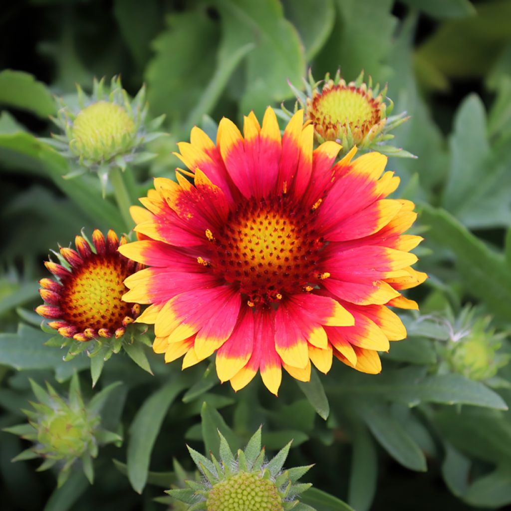 Gaillardia Arizona Sun (zaad) - Kokardebloem