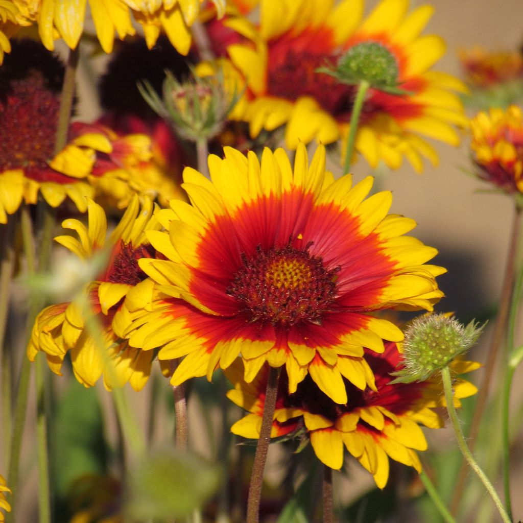 Gaillardia grandiflora Fackelschein (zaad) - Kokardebloem