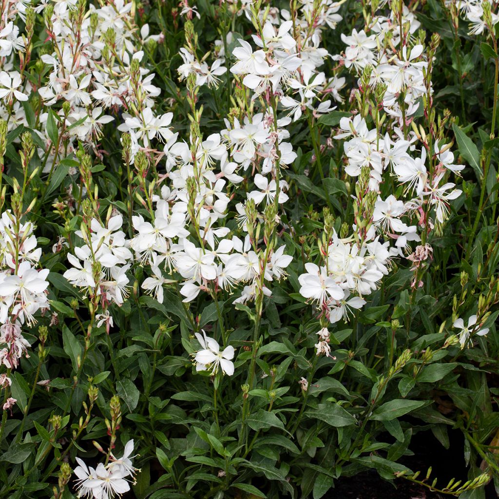 Gaura lindheimeri Emmeline White (zaad) - Prachtkaars