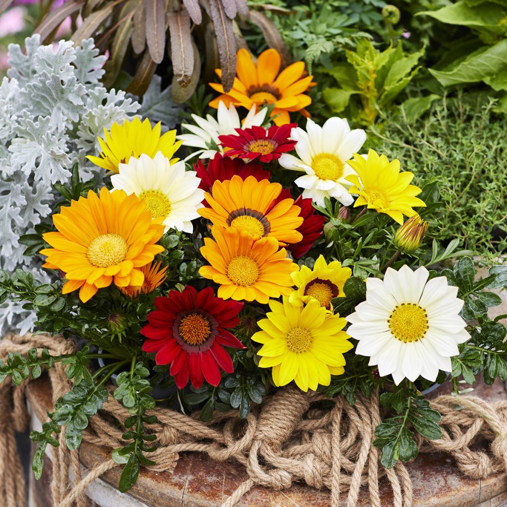 Gazania Enorma Mix (zaad) - Middaggoud