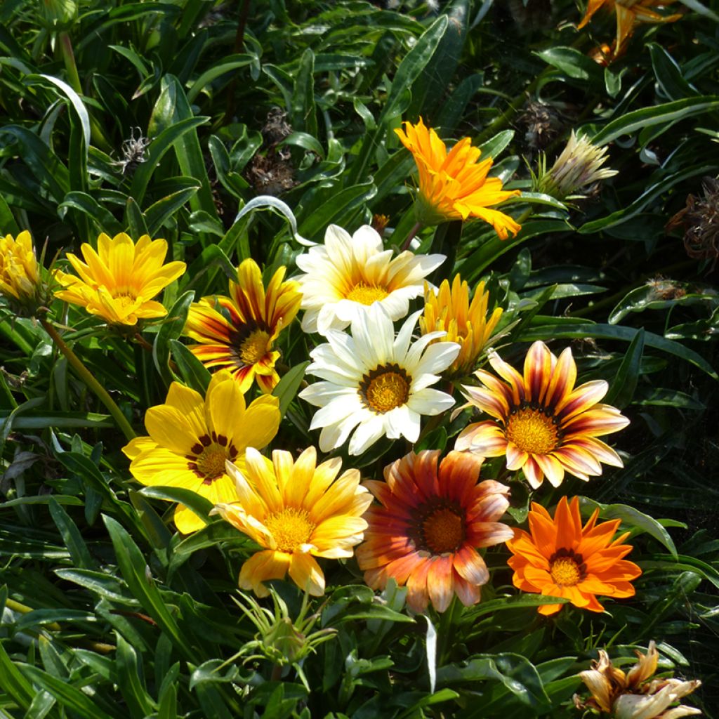 Gazania Sunshine Hybrids (zaad) - Middaggoud
