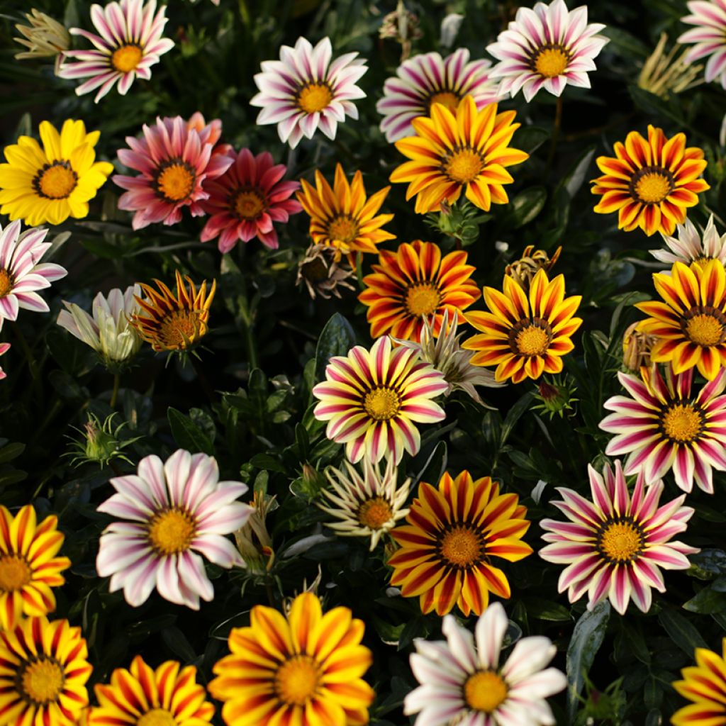Gazania Sunshine Hybrids (zaad) - Middaggoud