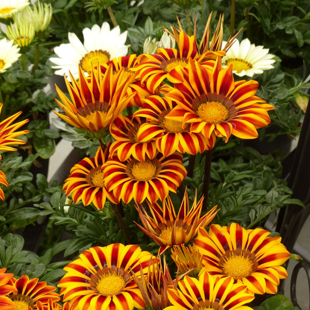 Gazania Zany F1 Orange Flame (zaad) - Middaggoud