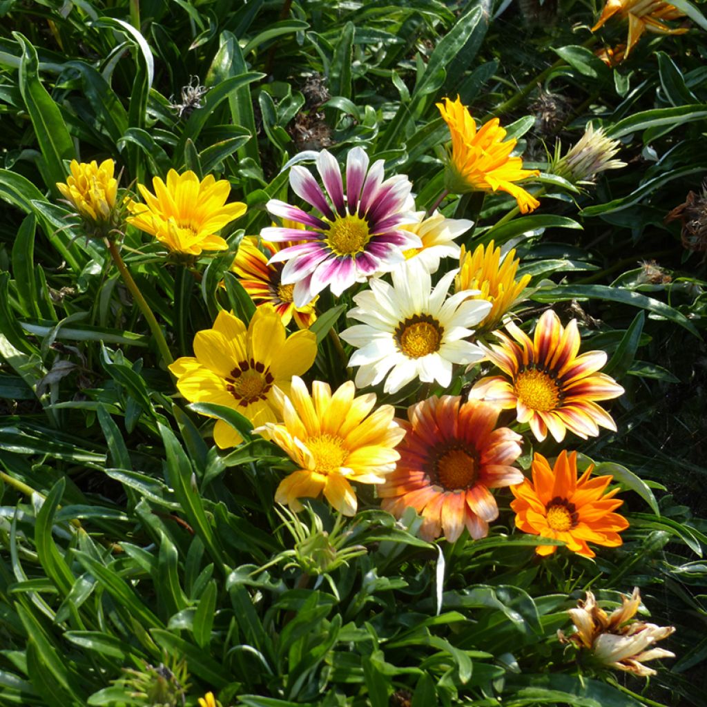 Gazania Garden Star Mix (zaad) - Middaggoud