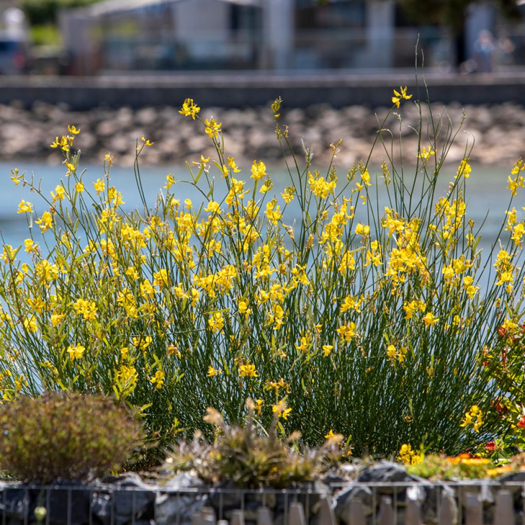 Cytisus scoparius (zaad) - Brem