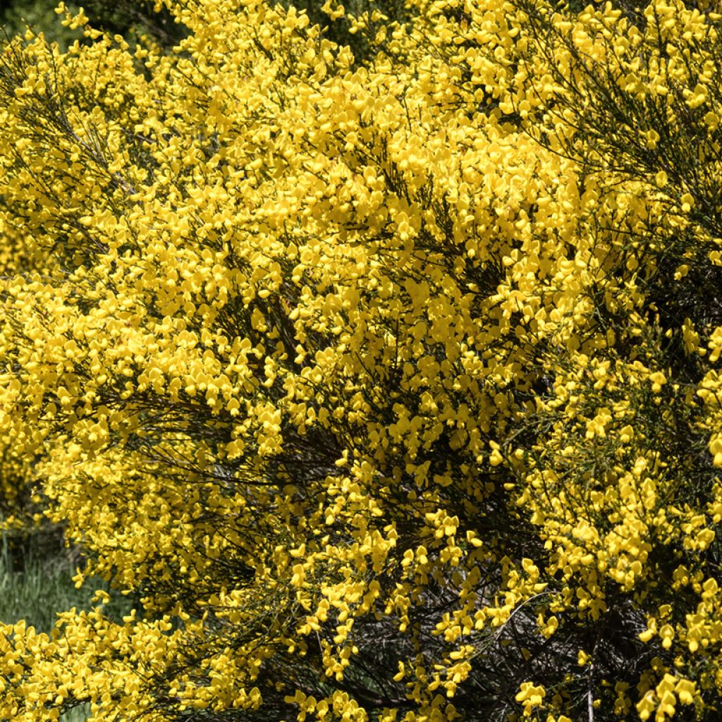 Cytisus scoparius (zaad) - Brem