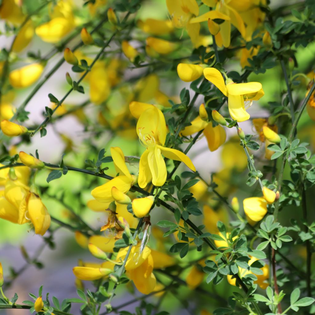 Cytisus scoparius (zaad) - Brem