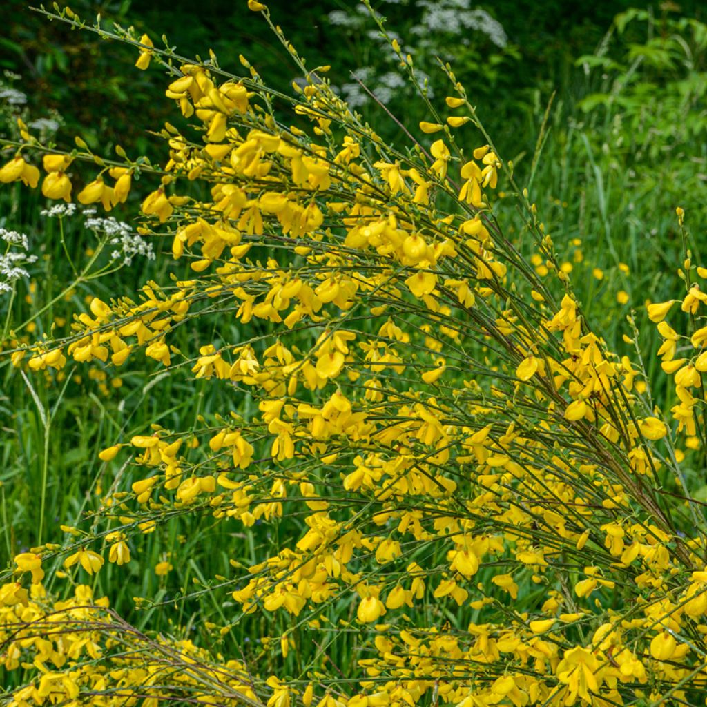 Cytisus scoparius (zaad) - Brem