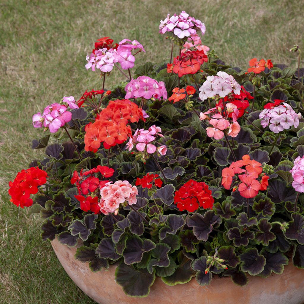 Pelargonium Horizon Shadow Mix F1 (zaad) - Zonale geranium
