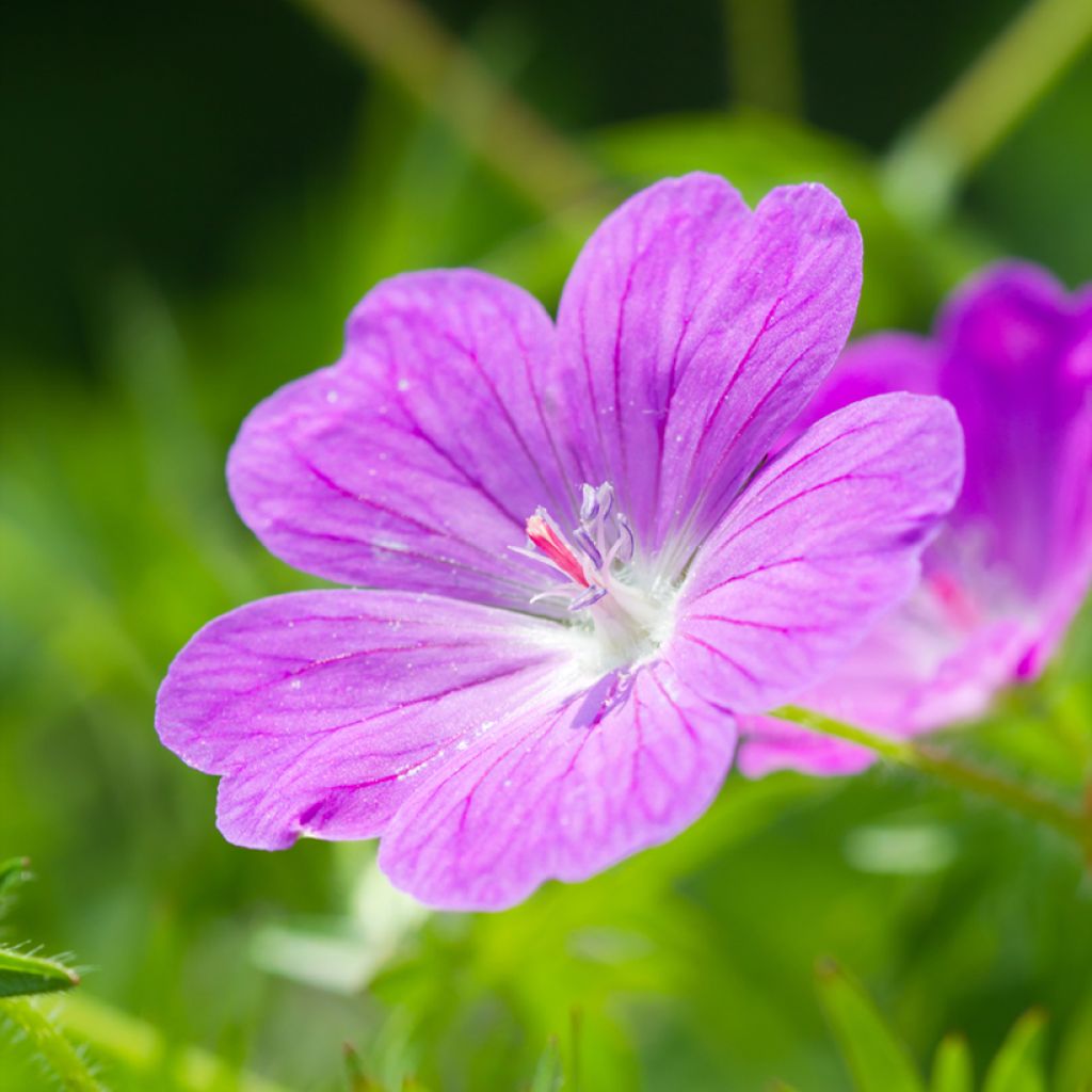 Geranium sanguineum Vision Violet (zaad) - Bloedooievaarsbek