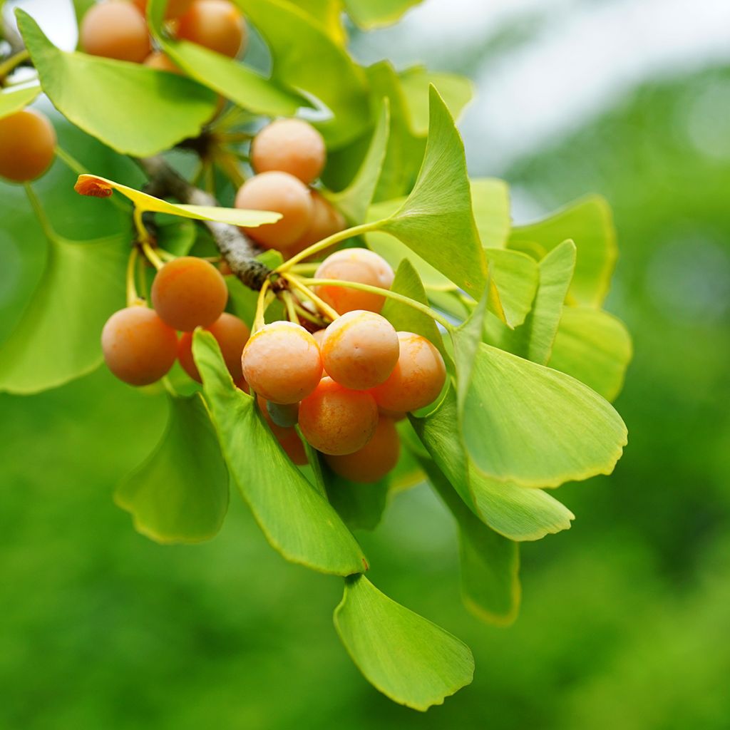 Ginkgo biloba (zaad) - Japanse notenboom