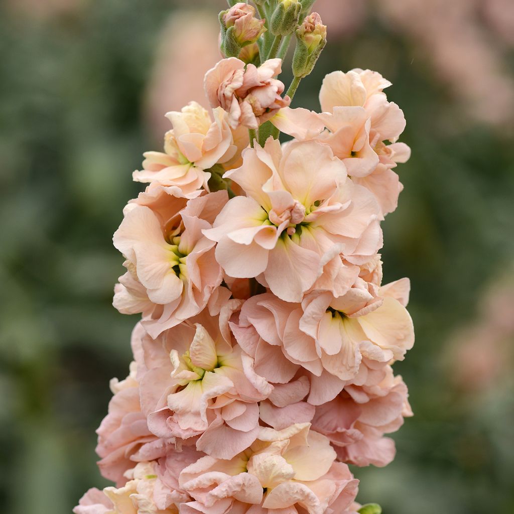 Matthiola incana Classic Apricot (zaad) - Zomerviolier