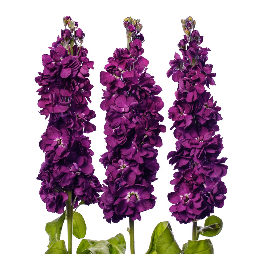 Matthiola incana Milla Aubergine (zaad) - Zomerviolier