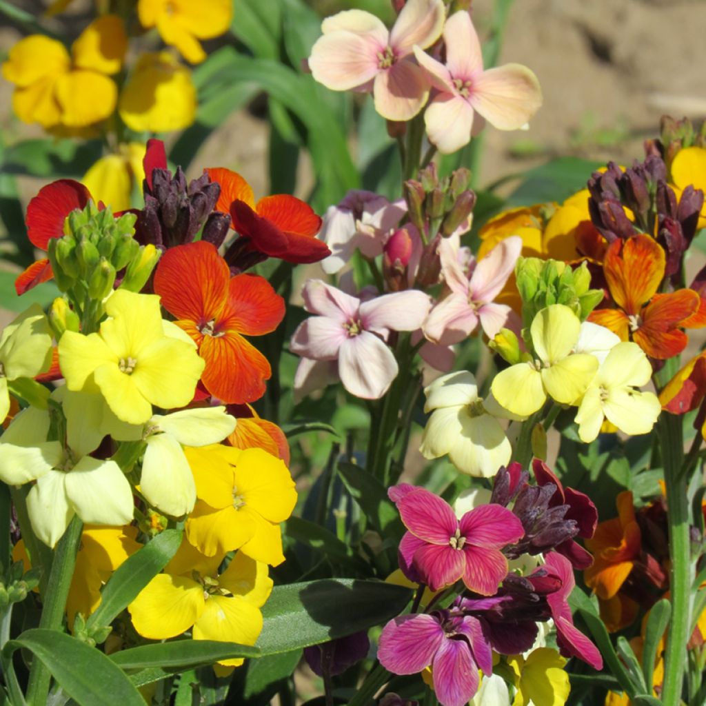 Erysimum cheiri Sugar Rush F1 (zaad) – Muurbloem