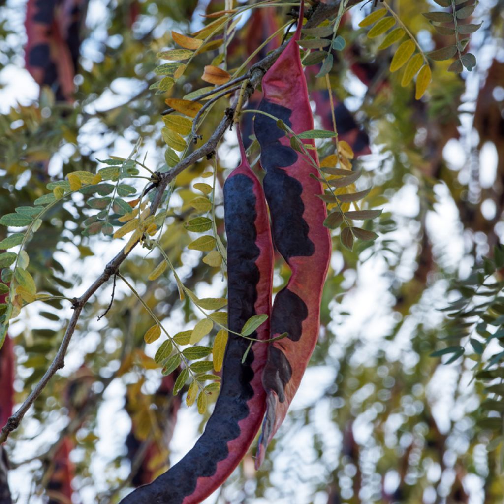 Gleditsia triacanthos f. inermis (zaad) - Valse christusdoorn