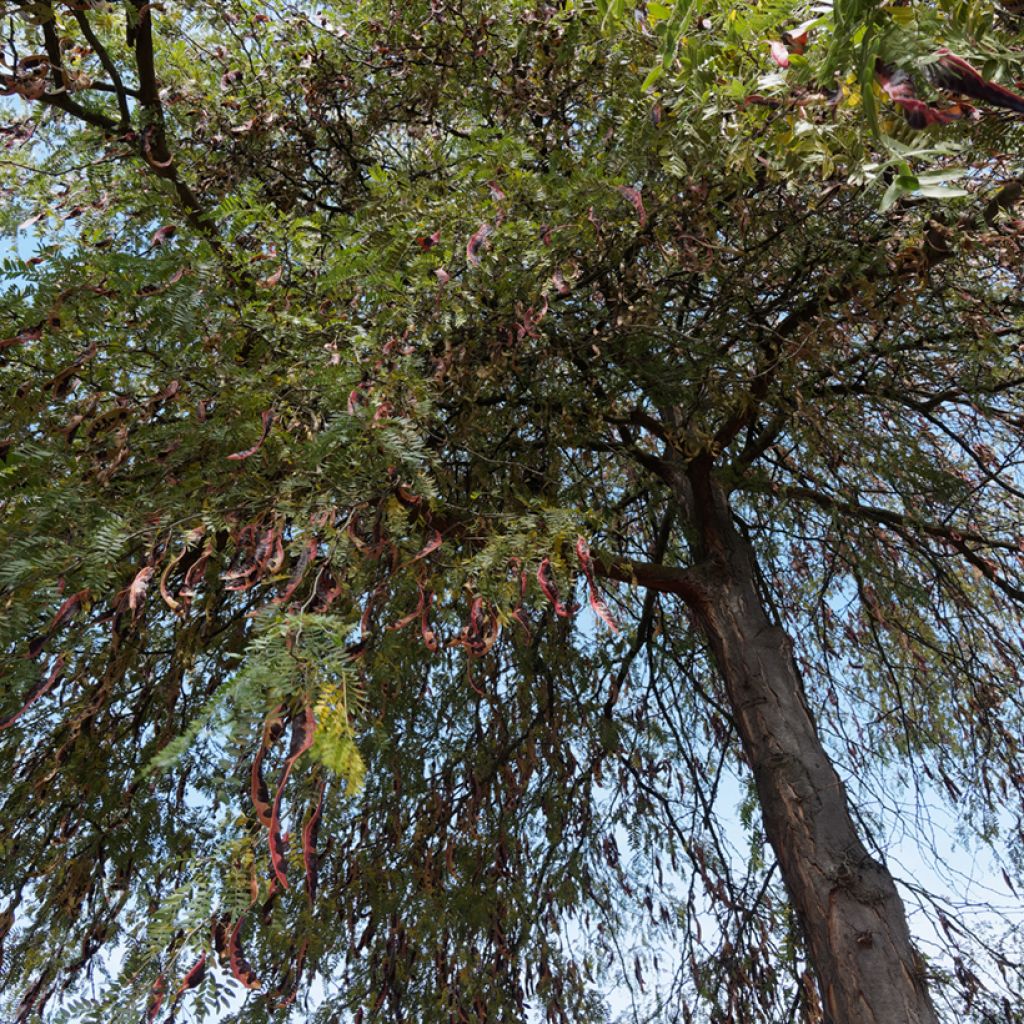 Gleditsia triacanthos f. inermis (zaad) - Valse christusdoorn