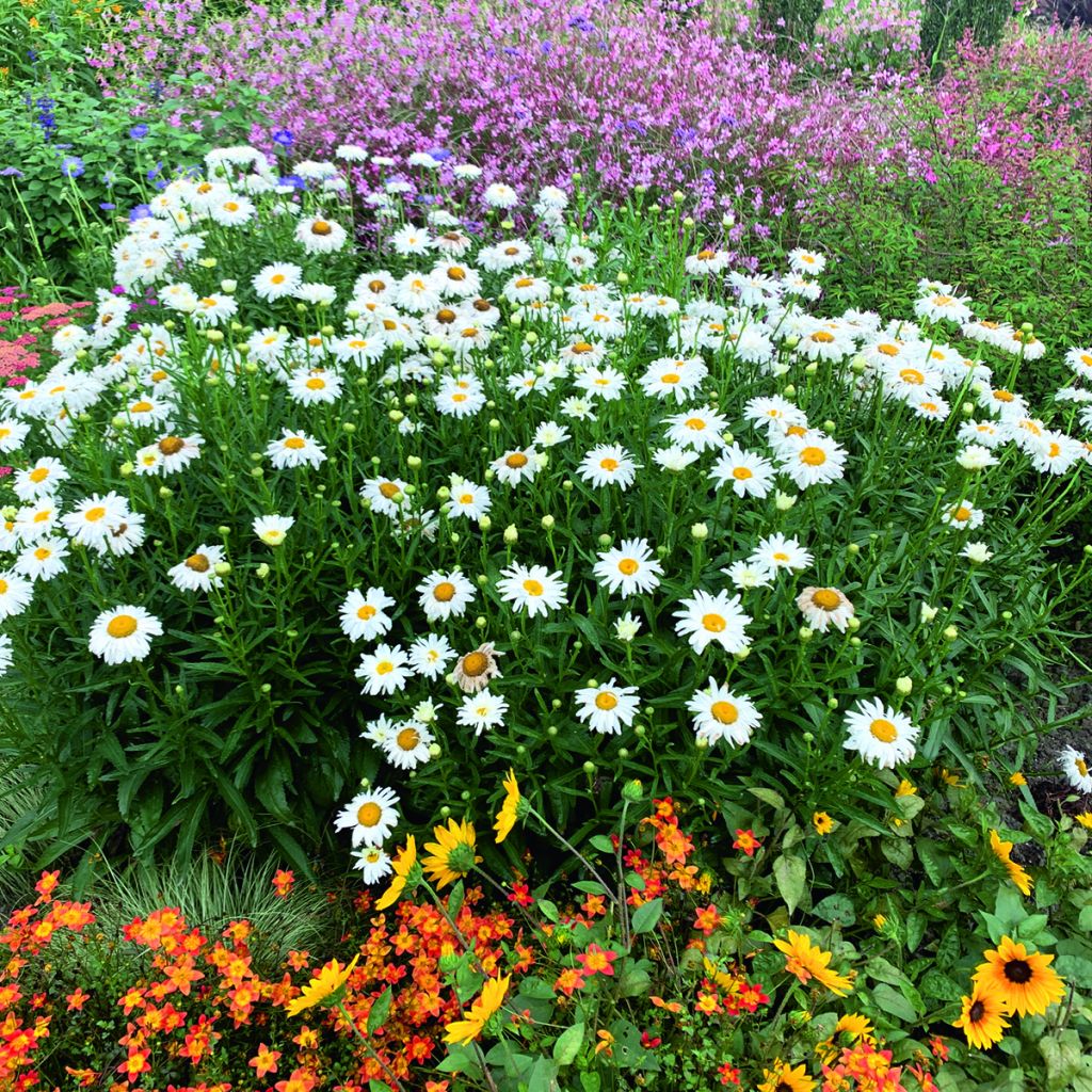 Leucanthemum superbum Crazy Daisy (zaad) - Tuinmargriet