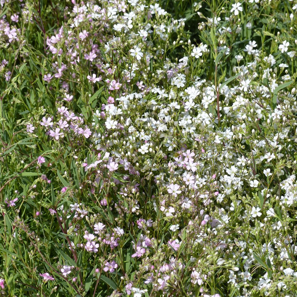 Gypsophila repens Albarosa Mix (zaad) - Kruipend gipskruid