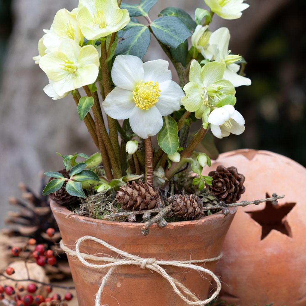 Helleborus niger (zaad) - Kerstroos