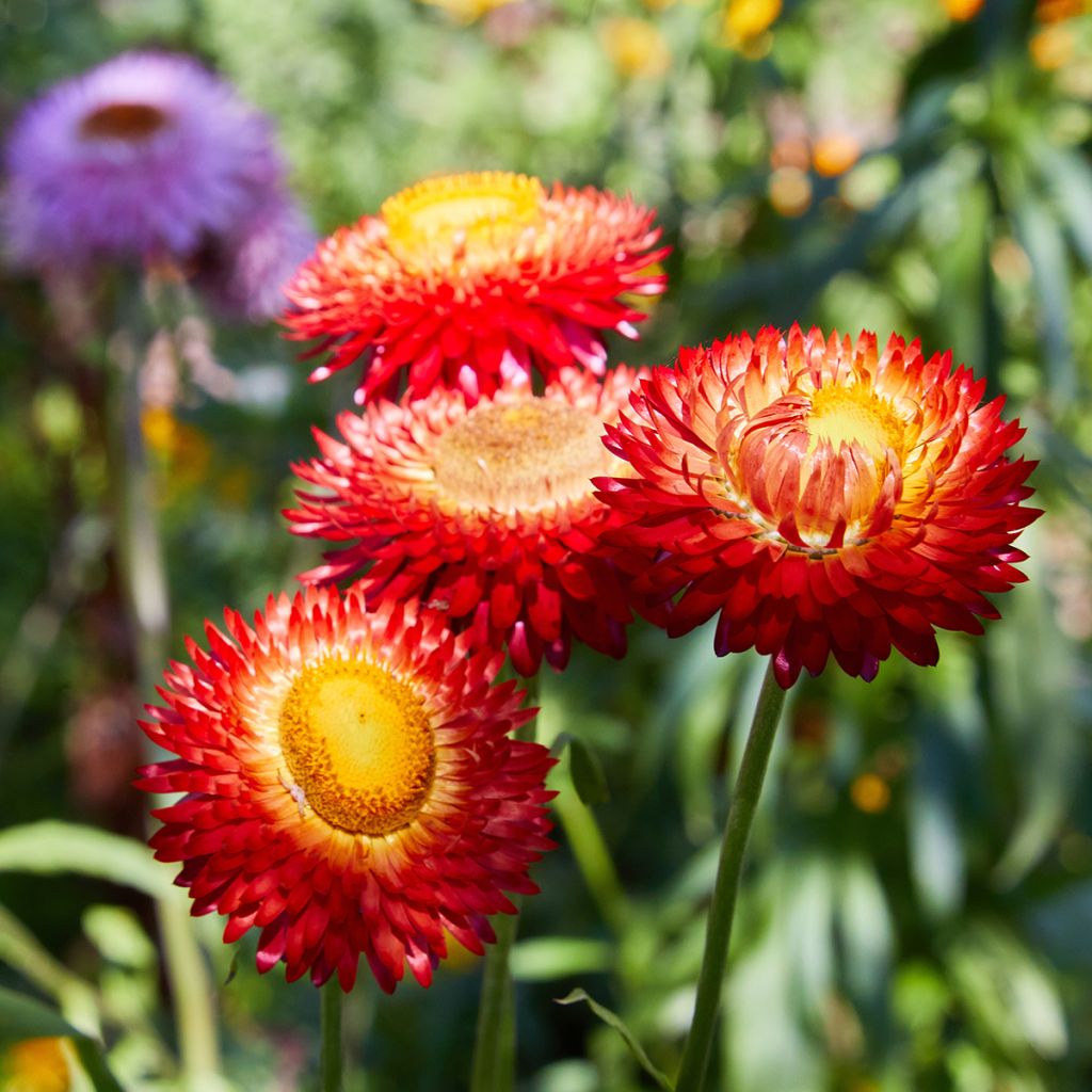 Strobloem Fireball biologisch (zaad) - Helichrysum bracteatum