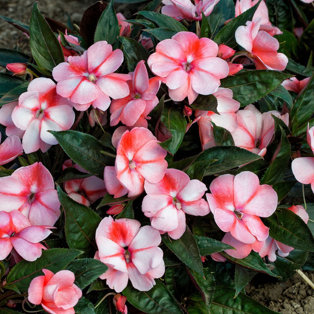 Impatiens hawkeri Florific Sweet Orange (zaad) - Nieuw-Guinea-impatiens