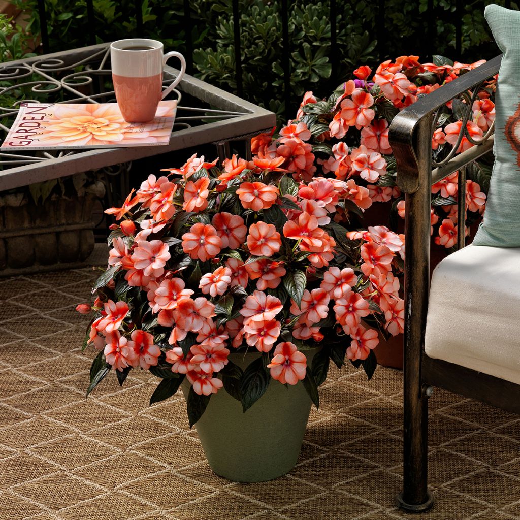 Impatiens hawkeri Florific Sweet Orange (zaad) - Nieuw-Guinea-impatiens