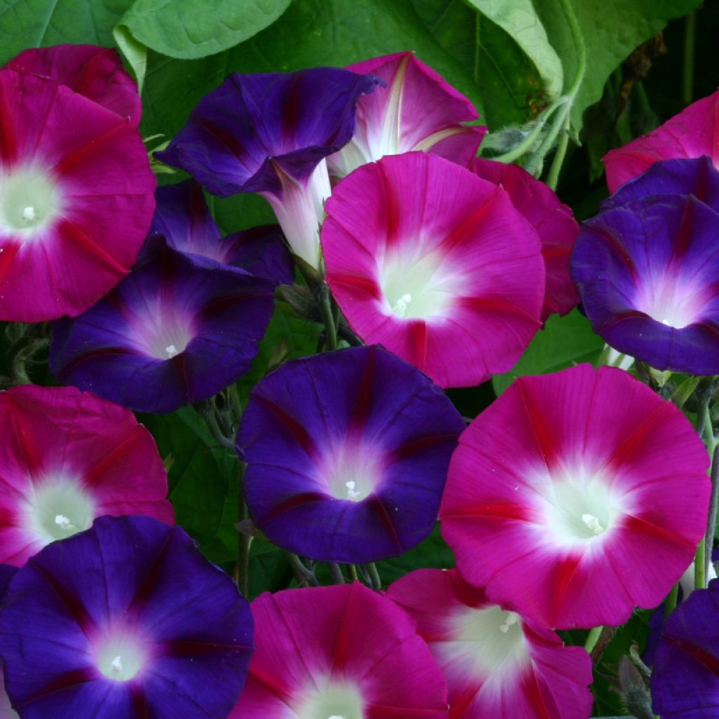 Ipomoea purpurea Bohemian Shades (zaad) - Klimmende winde