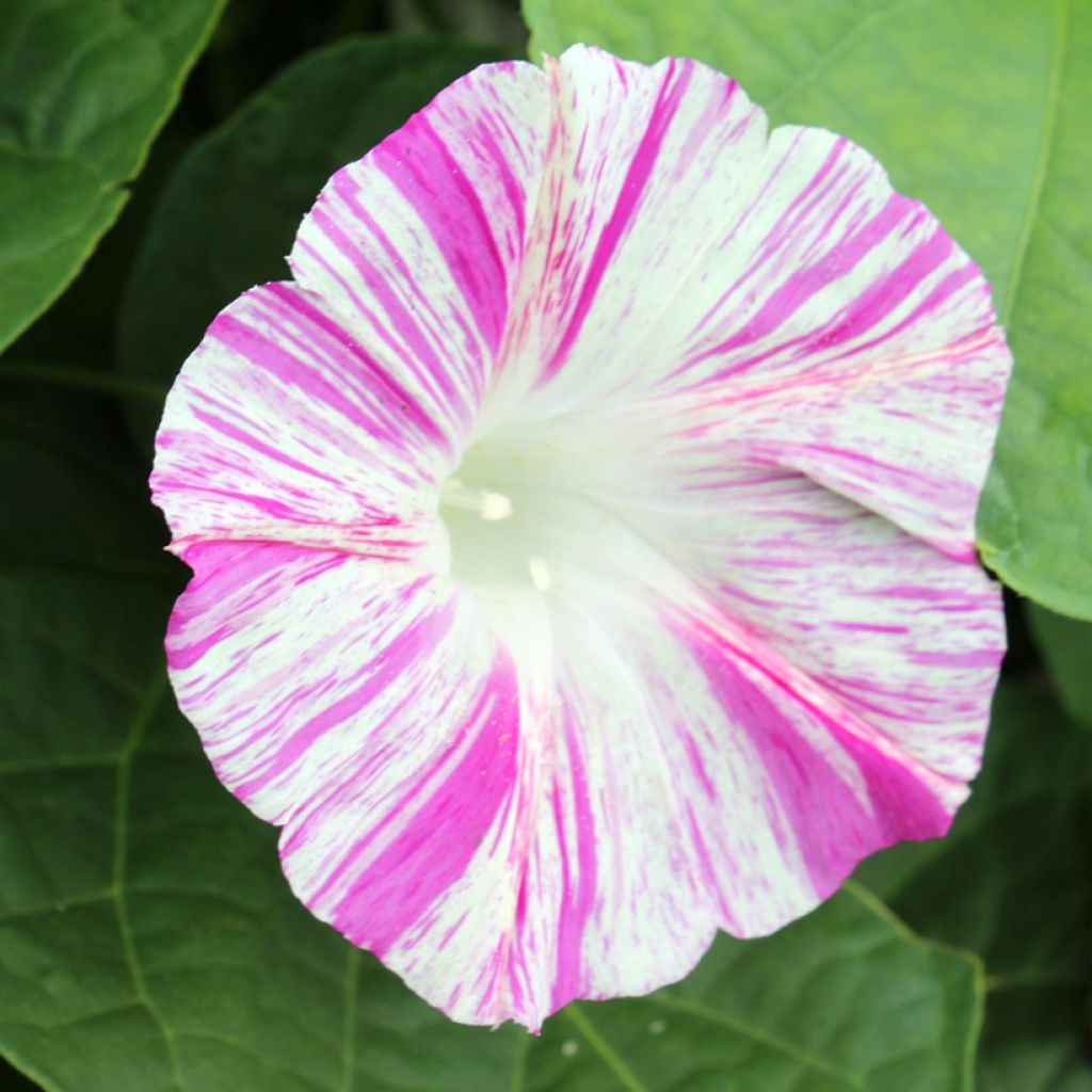 Ipomoea purpurea Venice Pink (zaad) - Klimmende winde