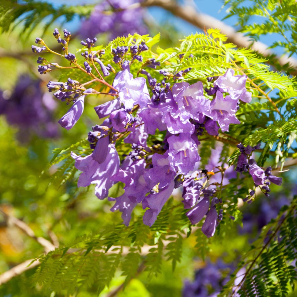 Jacaranda mimosifolia (zaad) - Blauwe jacaranda