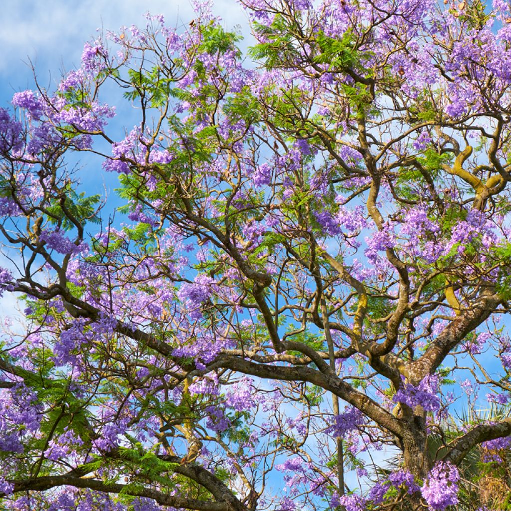 Jacaranda mimosifolia (zaad) - Blauwe jacaranda