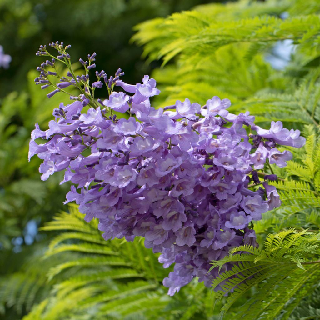 Jacaranda mimosifolia (zaad) - Blauwe jacaranda
