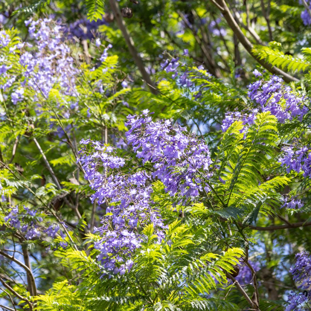 Jacaranda mimosifolia (zaad) - Blauwe jacaranda